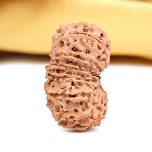 15_Mukhi_Rudraksha_Large_Bead_From_Nepal