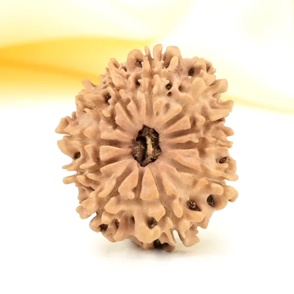 11_Mukhi_From_Nepal_Small_Cccliii