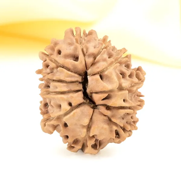 11_Mukhi_From_Nepal_Small_Cccliii