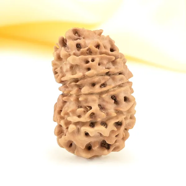 11_Mukhi_From_Nepal_Small_Cccliii