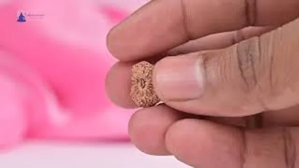 19_Mukhi_From_Java_Indonesia_Small_Clxxiii