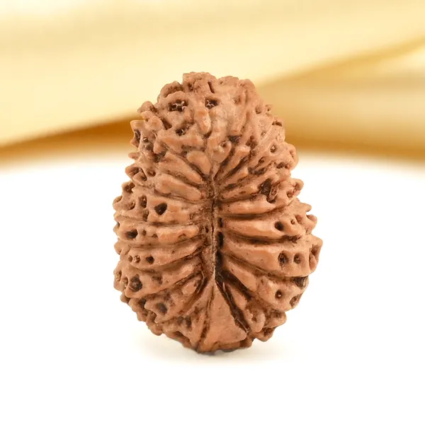 19_Mukhi_From_Java_Indonesia_Small_Clxxiii