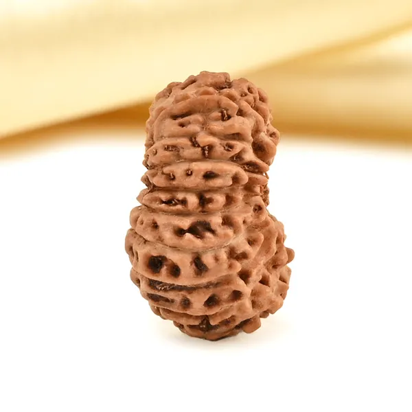 19_Mukhi_From_Java_Indonesia_Small_Clxxiii