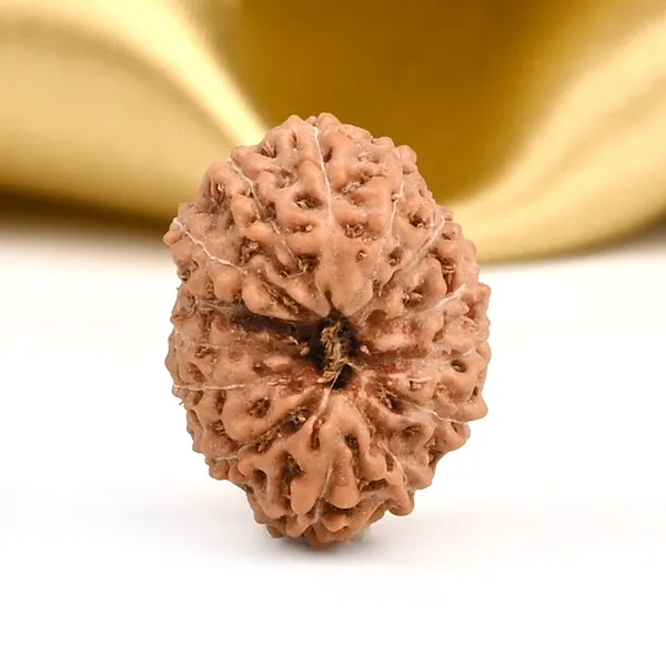 14_Mukhi_From_Java_Indonesia_Small_Cccxcix
