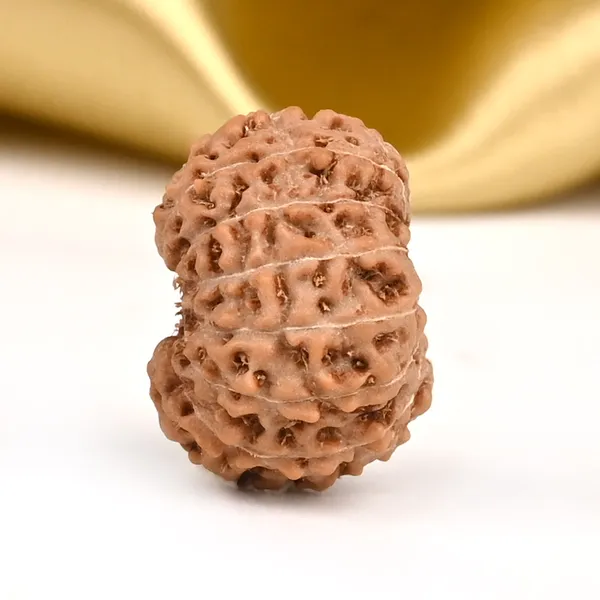 14_Mukhi_From_Java_Indonesia_Small_Cccxcix