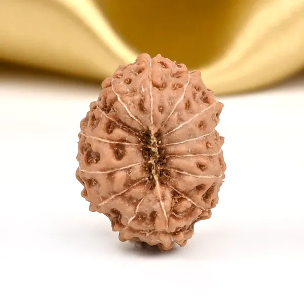 14_Mukhi_From_Java_Indonesia_Small_Cccxcix