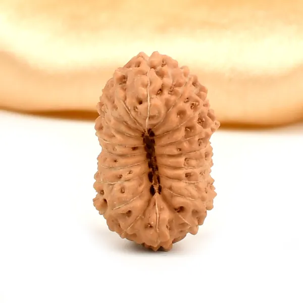 Techpandit_19_Mukhi_Rudraksha_Bead_Indonesia_Large