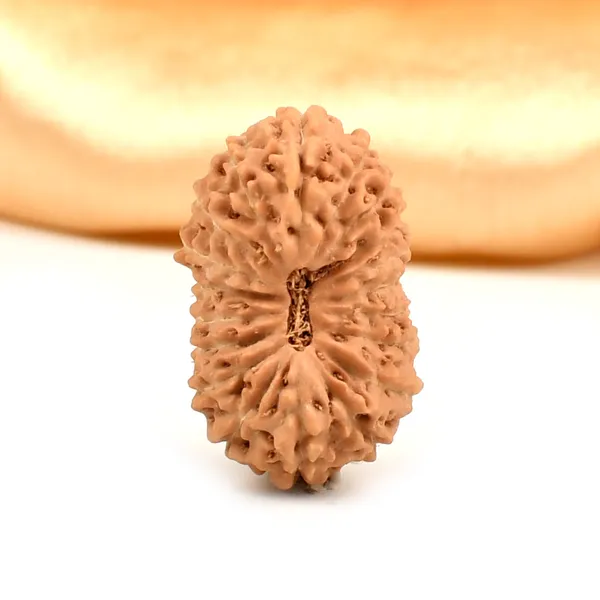 Techpandit_19_Mukhi_Rudraksha_Bead_Indonesia_Large
