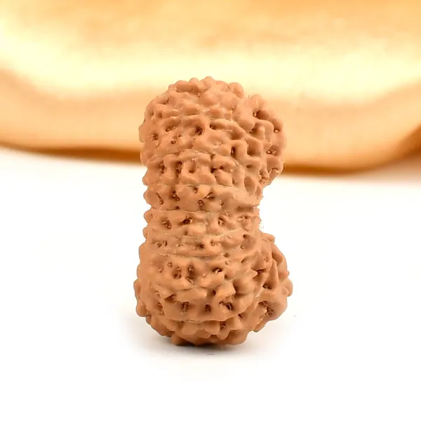 Techpandit_19_Mukhi_Rudraksha_Bead_Indonesia_Large