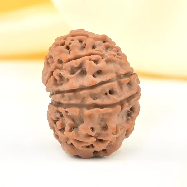 Techpandit_10_Mukhi_Rudraksha_Bead_Nepal