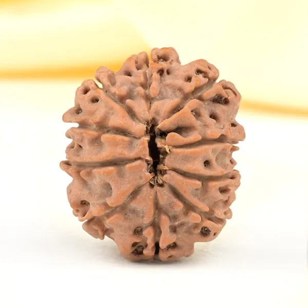 Techpandit_10_Mukhi_Rudraksha_Bead_Nepal