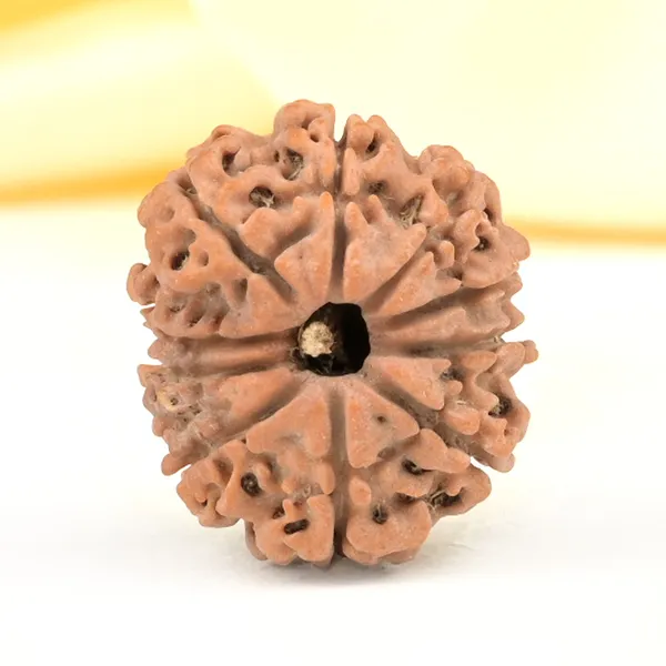 Techpandit_10_Mukhi_Rudraksha_Bead_Nepal