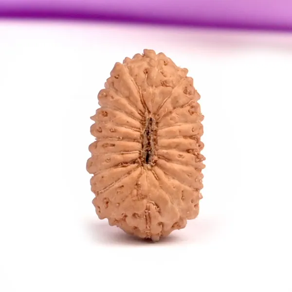 19_Mukhi_From_Java_Indonesia_Tiny_I