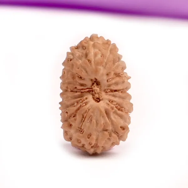19_Mukhi_From_Java_Indonesia_Tiny_I
