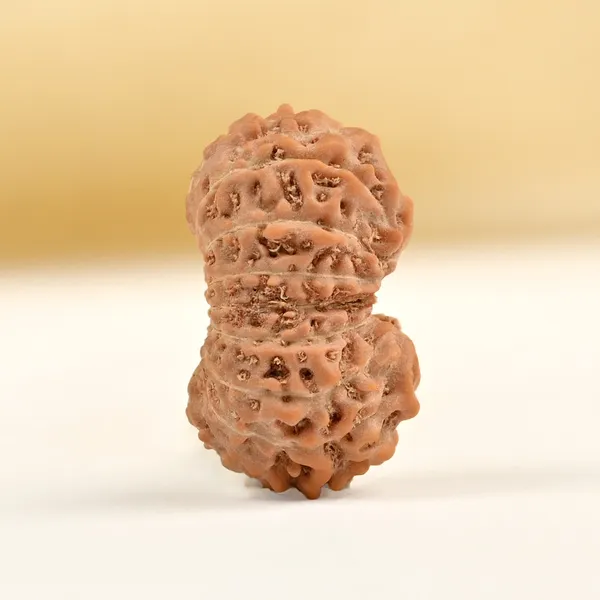 16_Mukhi_From_Java_Indonesia_Small_Clxxxvi