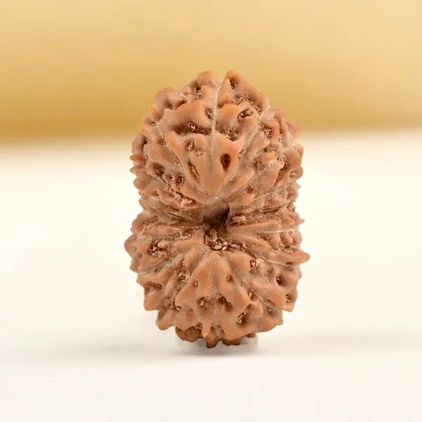 16_Mukhi_From_Java_Indonesia_Small_Clxxxvi