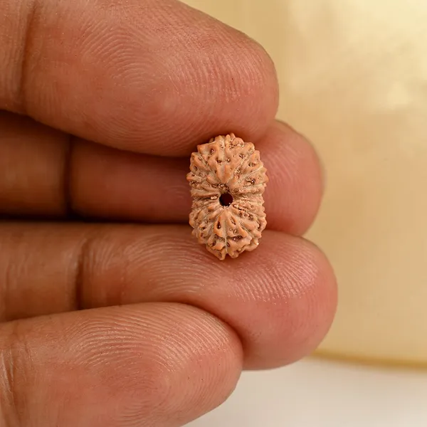 16_Mukhi_From_Java_Indonesia_Small_Clxxxvi
