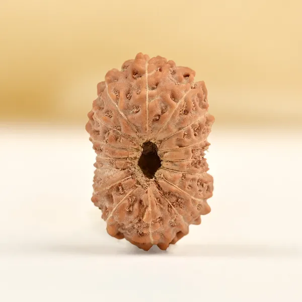 16_Mukhi_From_Java_Indonesia_Small_Clxxxvi