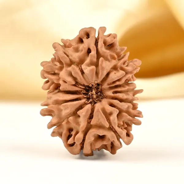14_Mukhi_From_Nepal_Tiny_Liii