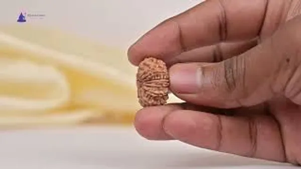 14_Mukhi_From_Nepal_Tiny_Liii