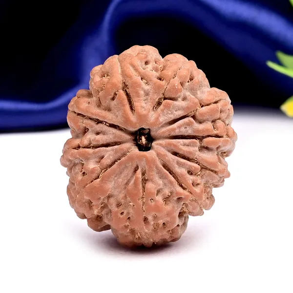 10_Mukhi_Nepal_Rudraksha_Bead_Large