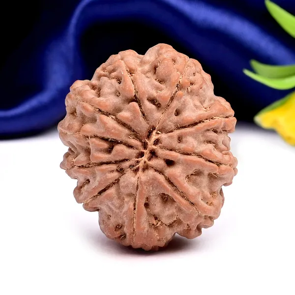10_Mukhi_Nepal_Rudraksha_Bead_Large