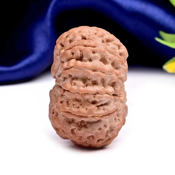 10_Mukhi_Nepal_Rudraksha_Bead_Large