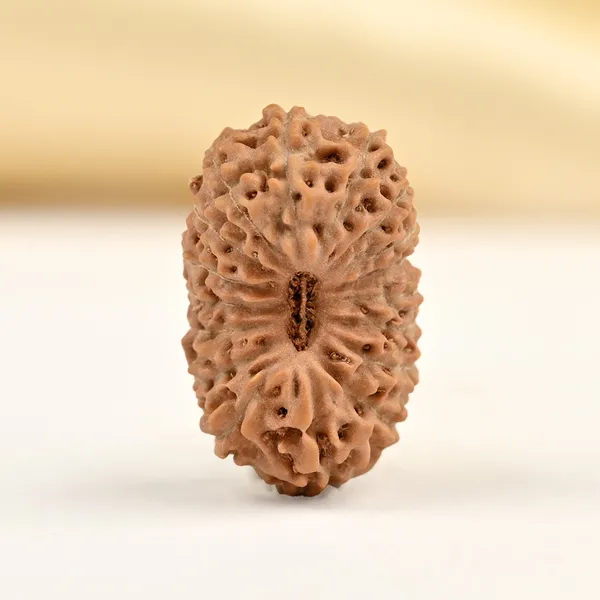 17_Mukhi_From_Java_Indonesia_Clxxiv