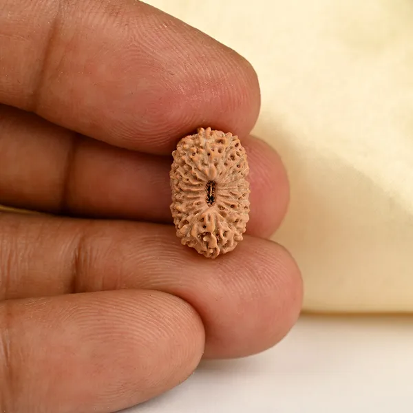 17_Mukhi_From_Java_Indonesia_Clxxiv