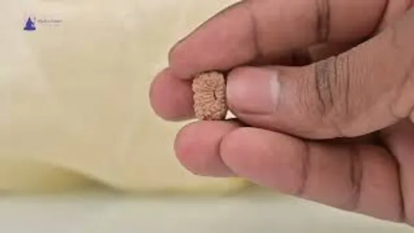 17_Mukhi_From_Java_Indonesia_Clxxiv