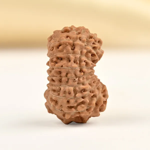 17_Mukhi_From_Java_Indonesia_Clxxiv