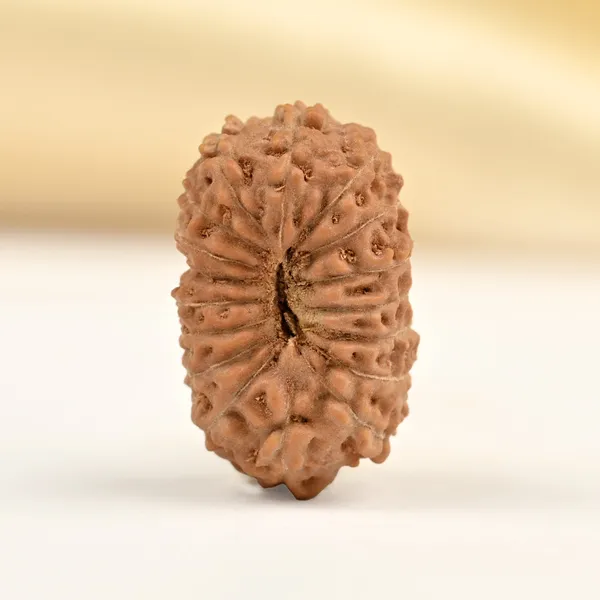 17_Mukhi_From_Java_Indonesia_Clxxiv