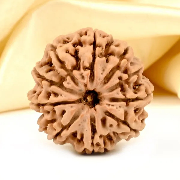 10_Mukhi_Nepal_Rudraksha_Bead_Large