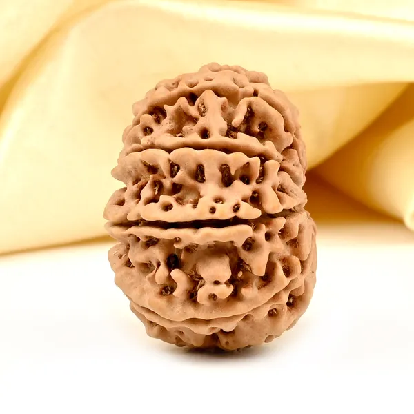 10_Mukhi_Nepal_Rudraksha_Bead_Large