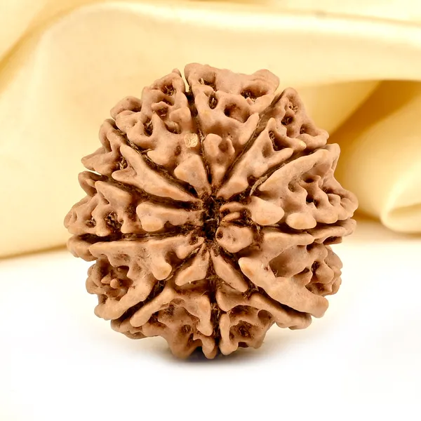 10_Mukhi_Nepal_Rudraksha_Bead_Large