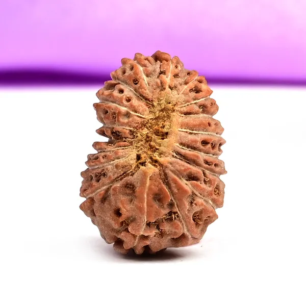 18_Mukhi_From_Java_Indonesia_Large_Xcix