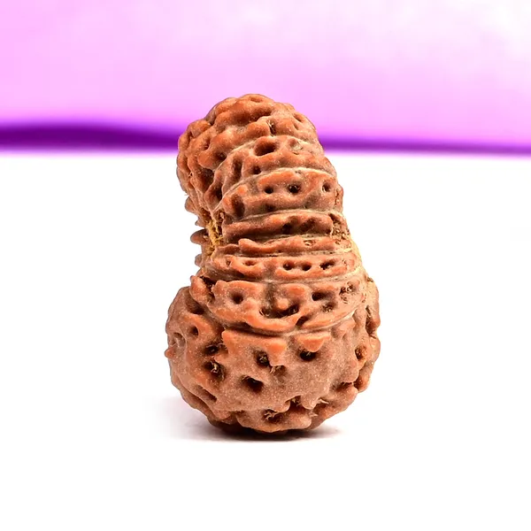 18_Mukhi_From_Java_Indonesia_Large_Xcix