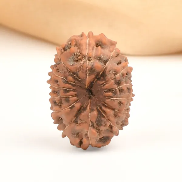 14_Mukhi_From_Java_Indonesia_Large_Clxviii