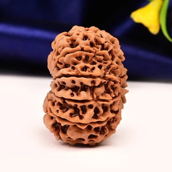 11_Mukhi_From_Nepal_Large_C