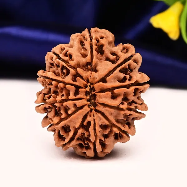 11_Mukhi_From_Nepal_Large_C
