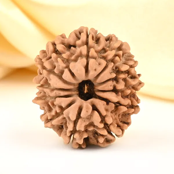 12_Mukhi_From_Nepal_Small_Cdxlix