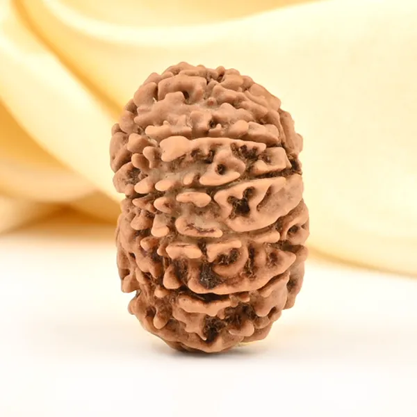 12_Mukhi_From_Nepal_Small_Cdxlix