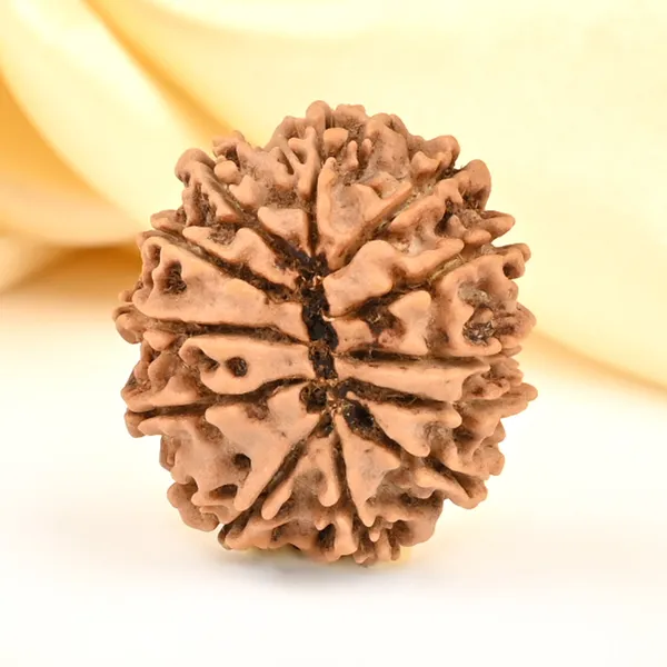12_Mukhi_From_Nepal_Small_Cdxlix