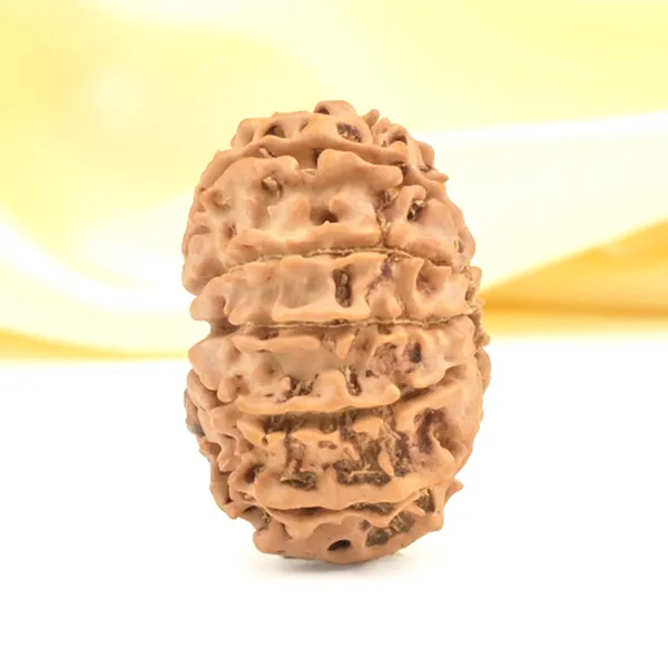 12_Mukhi_From_Nepal_Small_Cdxxix