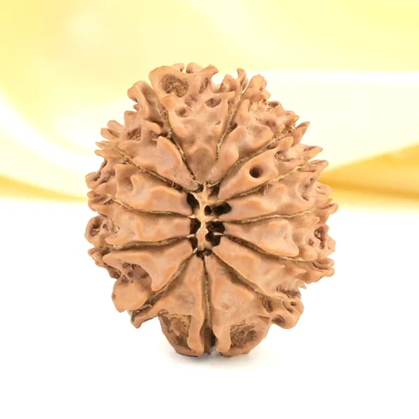 12_Mukhi_From_Nepal_Small_Cdxxix