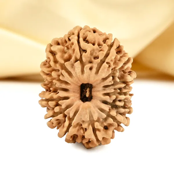 14_Mukhi_From_Nepal_Cclxiii_Small