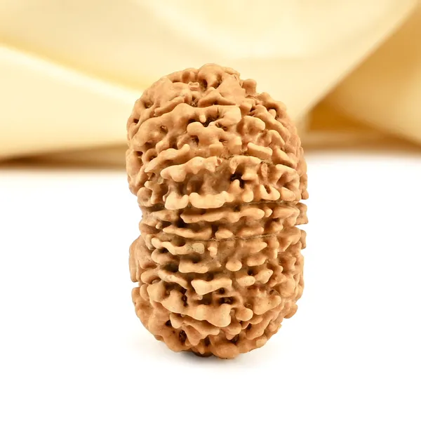 14_Mukhi_From_Nepal_Cclxiii_Small