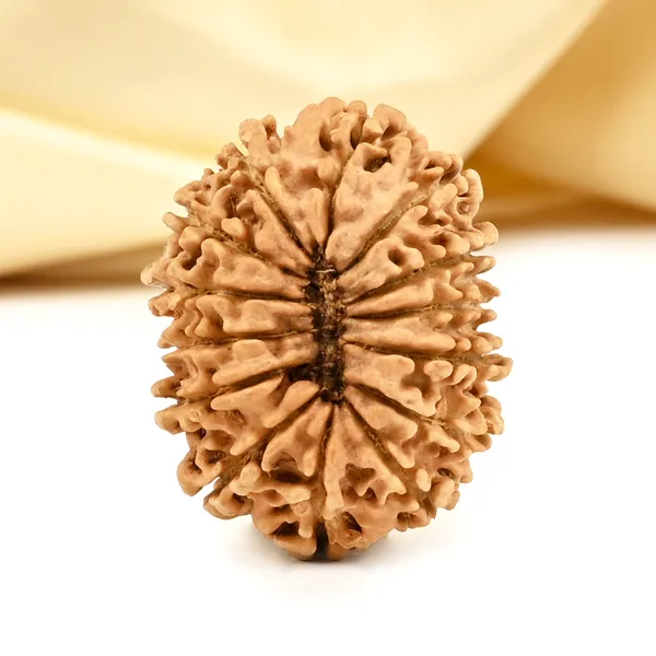 14_Mukhi_From_Nepal_Cclxiii_Small