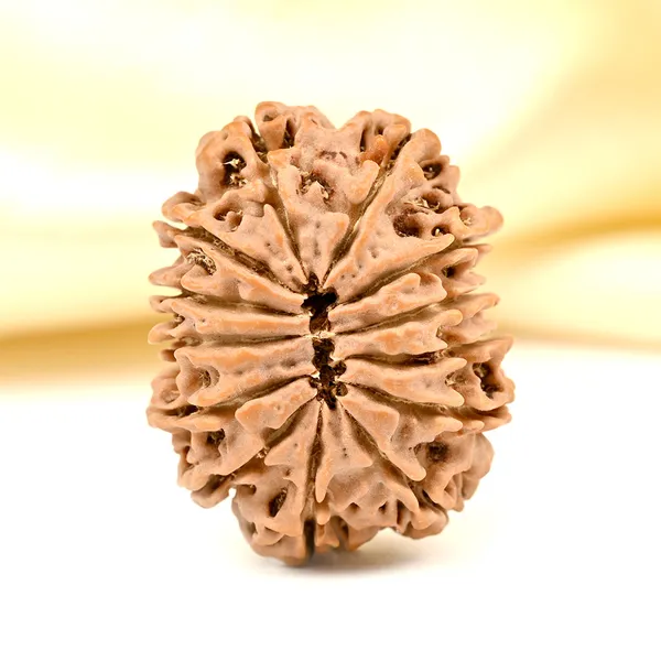13_Mukhi_From_Nepal_Ccxlvii_Small