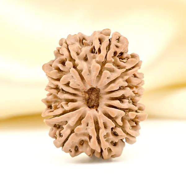 13_Mukhi_From_Nepal_Ccxlvii_Small